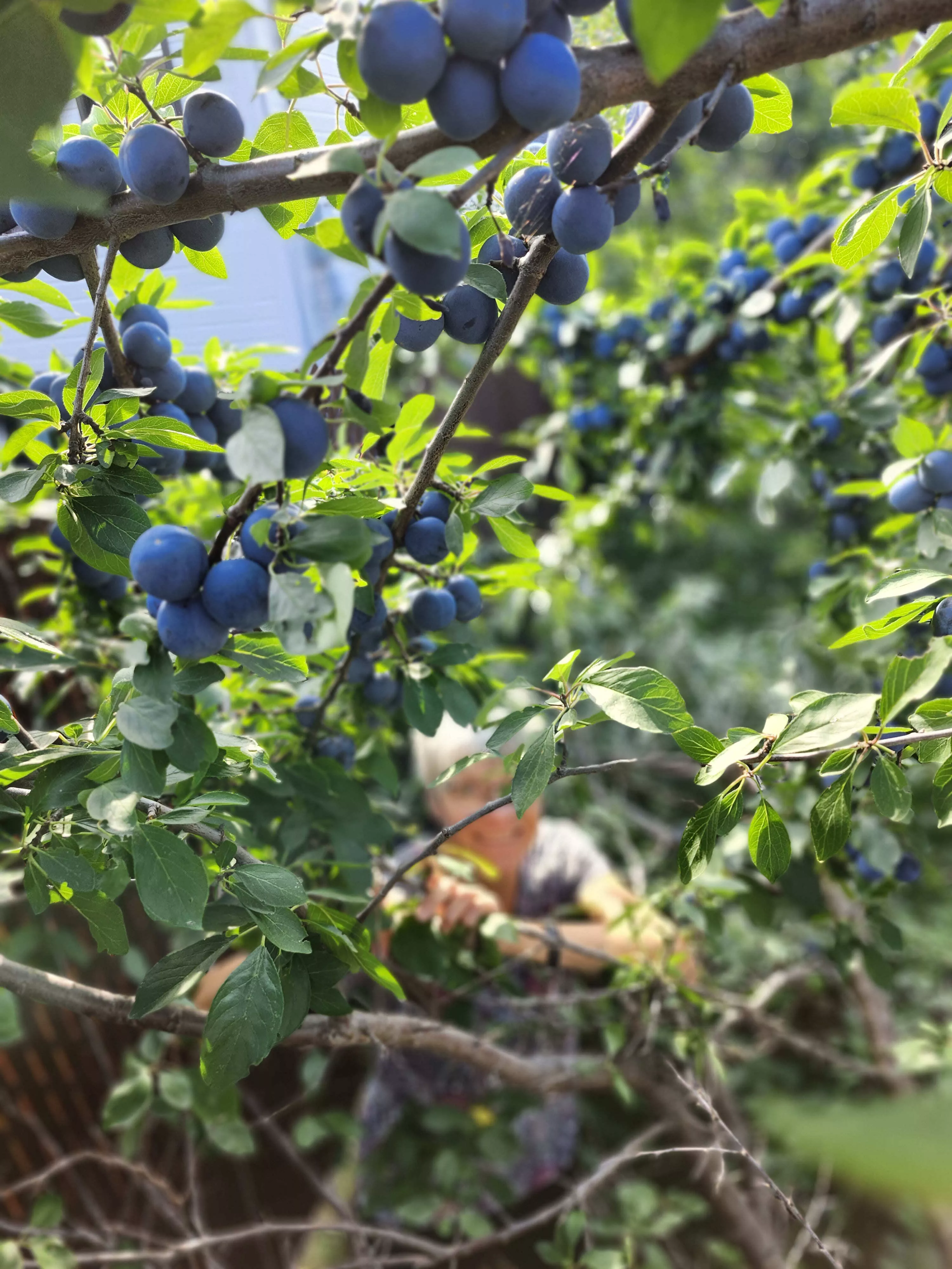 cueillette de prune